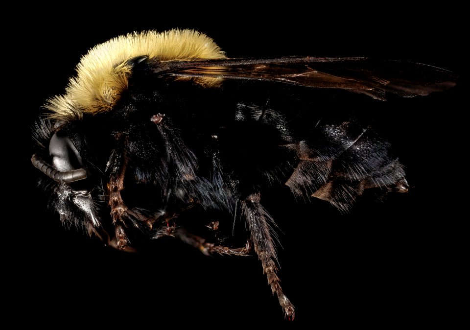melecta pacifica, f, side, md, pg 2015-05-14-09.54.48 ZS PMax