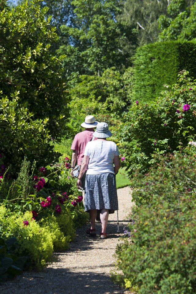Rose bushes yew tree laurel