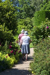 Rose bushes yew tree laurel photo