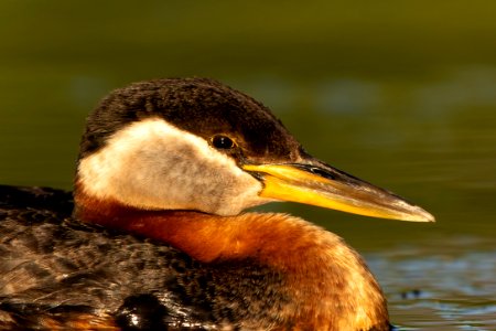 Red-necked grebe close up photo