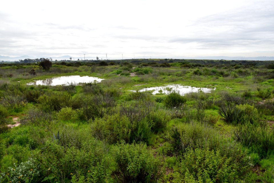 Fully restored vernal pool site