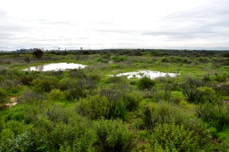 Fully restored vernal pool site photo