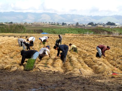 Native seed production field installation on Watsonville Slough Farm. photo