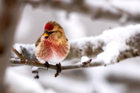 Common redpoll photo