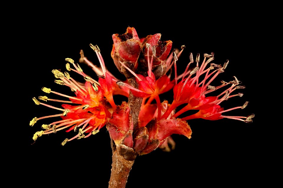 Acer rubrum, staminate flr., Howard County, MD,  2018-05-17-13.04