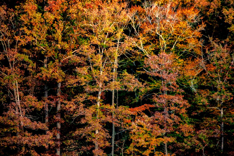 20191028-OC-LSC-0002