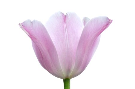 Tender pink pastel