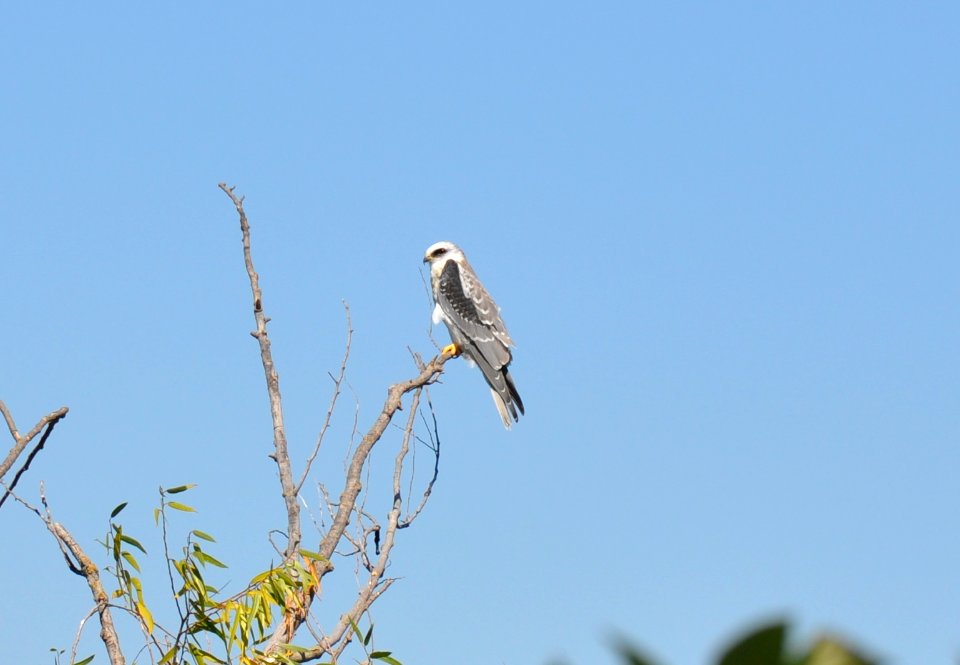 White-tailed kite