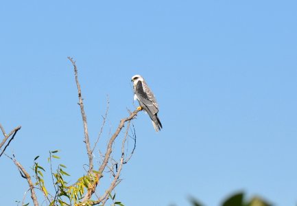 White-tailed kite photo