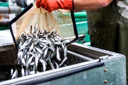 Chinook salmon fish closeup