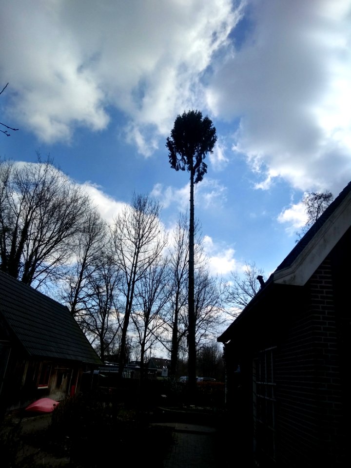 Fijnspar kleingemaakt en opgeruimd