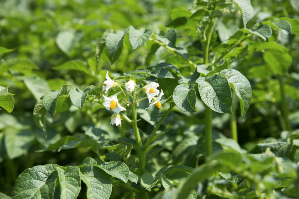 Potato field bloom garden
