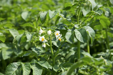 Potato field bloom garden