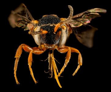 Nomada fervida, F, Face, St. Johns County, FL 2014-01-29-12.11.33 ZS PMax