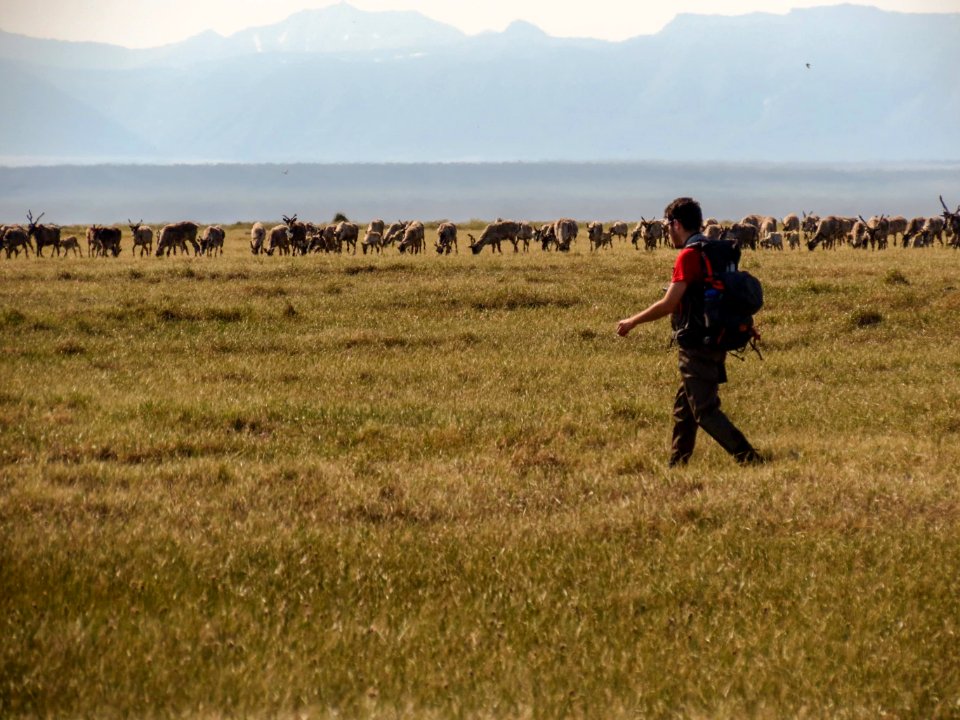 2019 Arctic Virtual Bird Fest