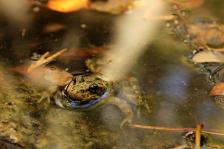Mountain yellow-legged frog after release photo