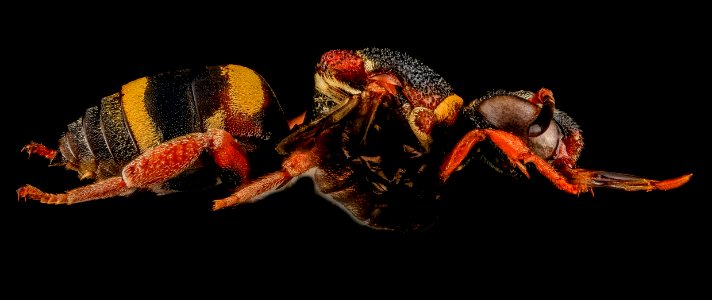 Epeolus bifasciatus, F, Side, SD, Pennington County 2013-07-15-16.50.17 ZS PMax