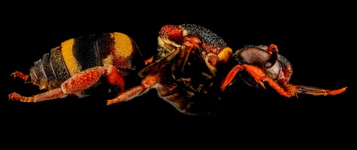 Epeolus bifasciatus, F, Side, SD, Pennington County 2013-07-15-16.50.17 ZS PMax photo