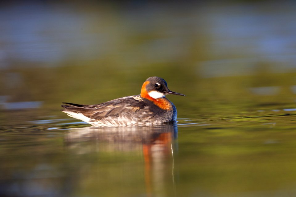 Red-necked phalarope female