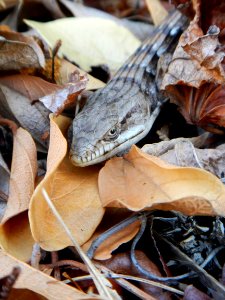 Alligator lizard in the Santa Monica Mountains photo