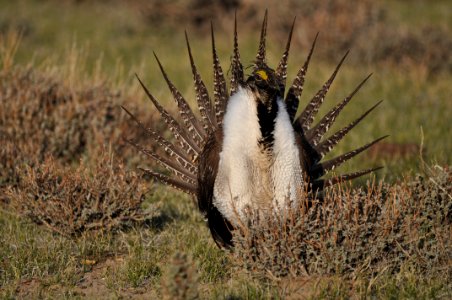 Bi-state sage-grouse in Nevada photo