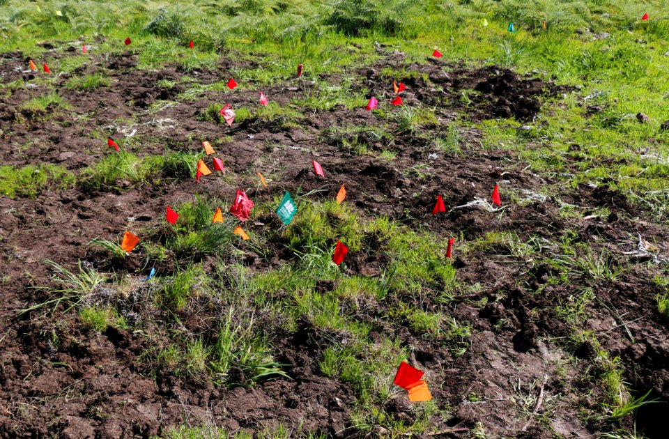 Flag marks the brodiaea spot
