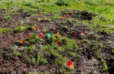 Flag marks the brodiaea spot