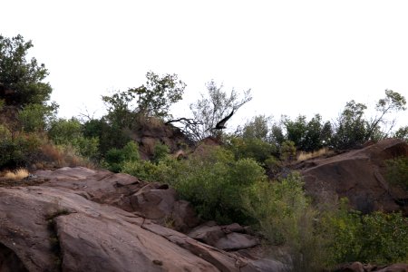 California condor #206 flies near the Devils Gate nest.