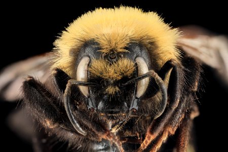 Bombus insularis, F, face, Park Co, WY 2014-01-16-10.46