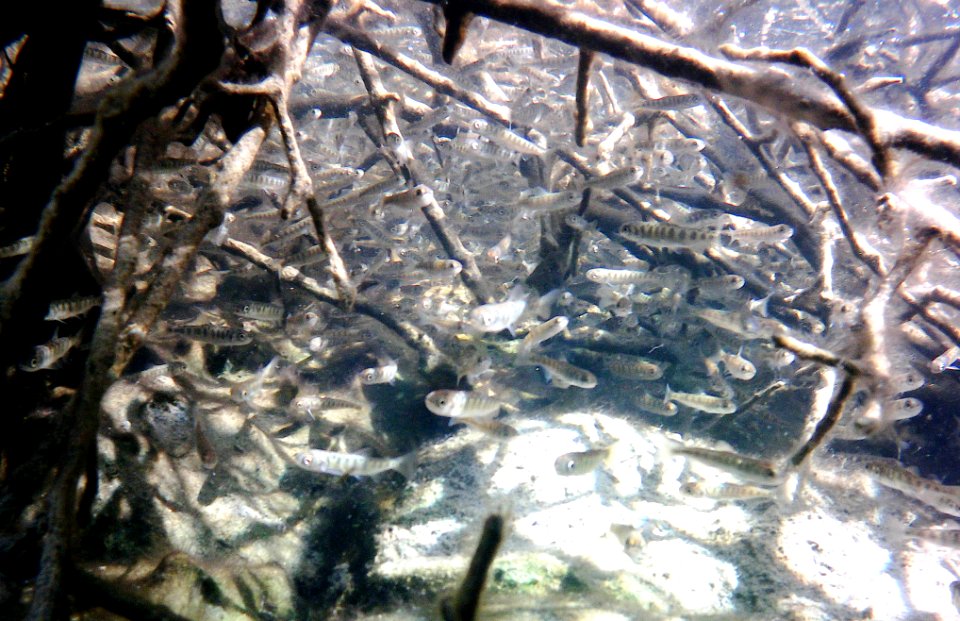 Juvenile Chinook salmon in Clear Creek