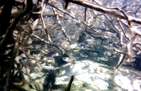 Juvenile Chinook salmon in Clear Creek