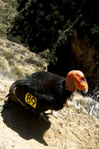 California condor #289 keeps a watchful eye on its nest.