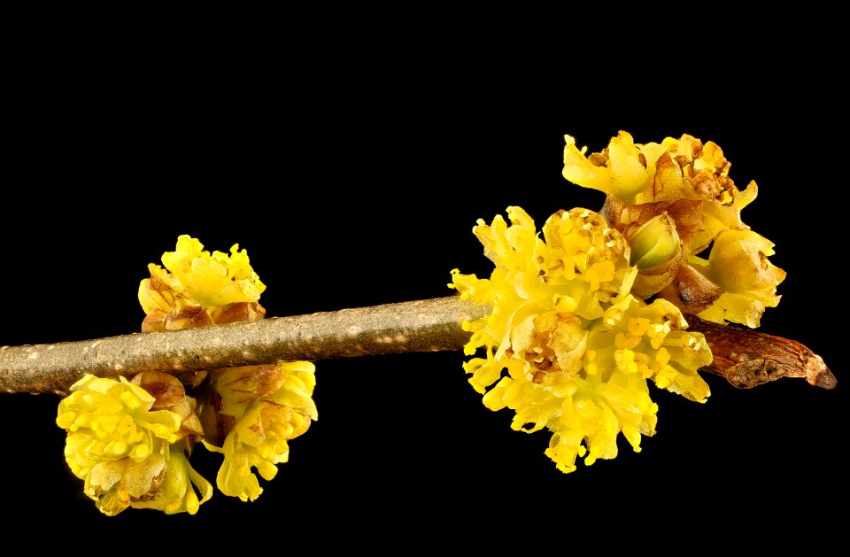 Lindera benzoin, Spicebush, Howard County, MD, Helen Lowe Metzman 2017-03-24-16.59