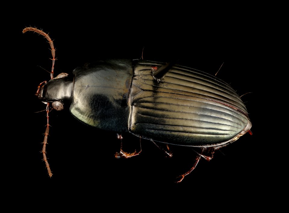 Stenocrepis mexicana, u, maryland, cove point, back 2017-01-13-10.39.46 ZS PMax UDR