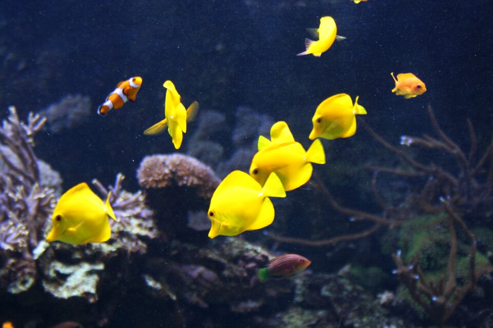 Nature animal underwater