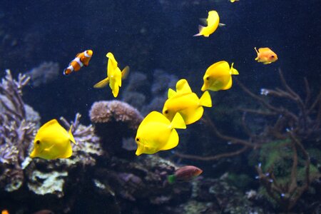 Nature animal underwater