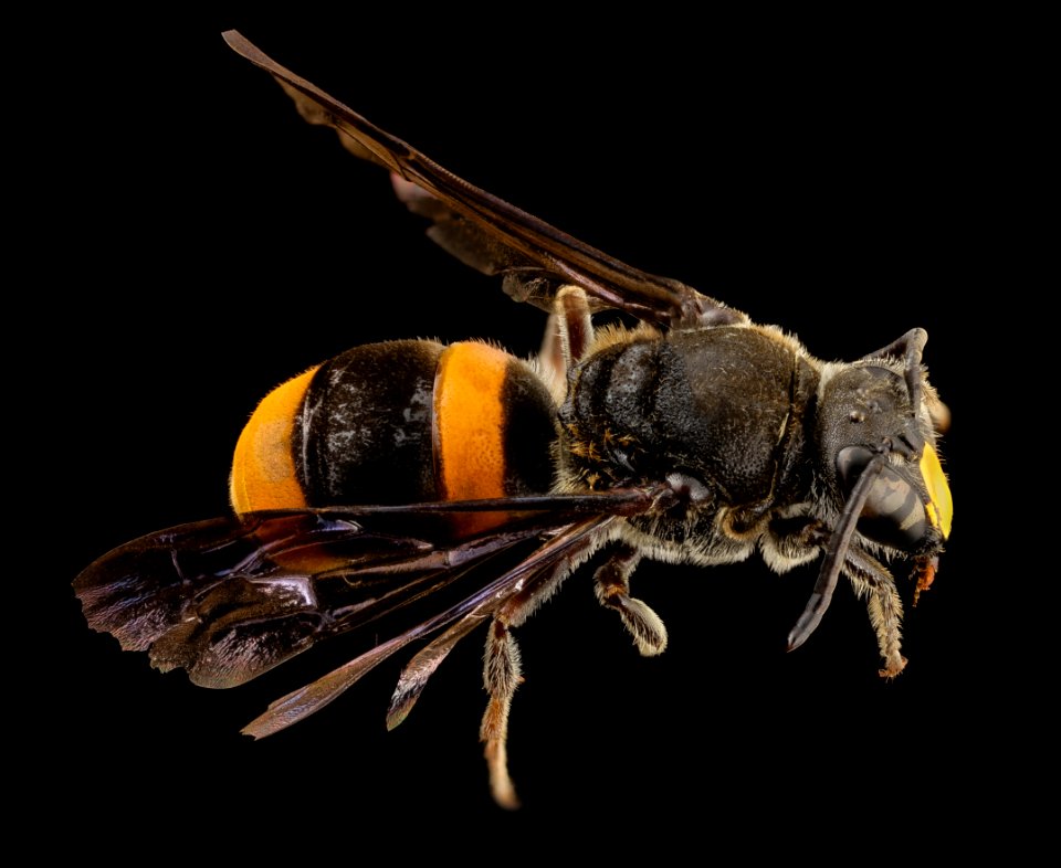 Hyleoides concinna huge, m, australia, angle 2014-08-10-10.21.30 ZS PMax