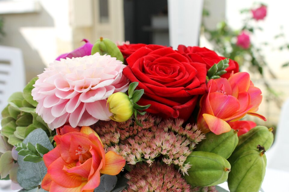 Petal love spring