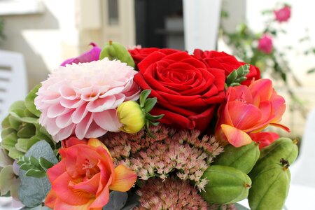 Petal love spring