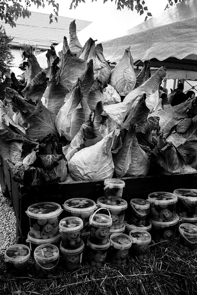 pointed cabbage