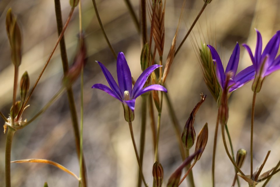 Thread-leaved brodiaea is listed as threatened under the Endangered Species Act