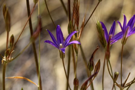 Thread-leaved brodiaea is listed as threatened under the Endangered Species Act