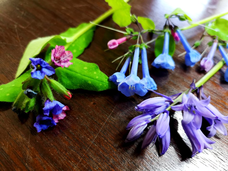 From left: Lungwort (Pulmonaria), Virginia bluebells (Mertensia virginica), bluebells (Hyacinthoides non-scripta).