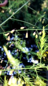 Asparagus officinalis