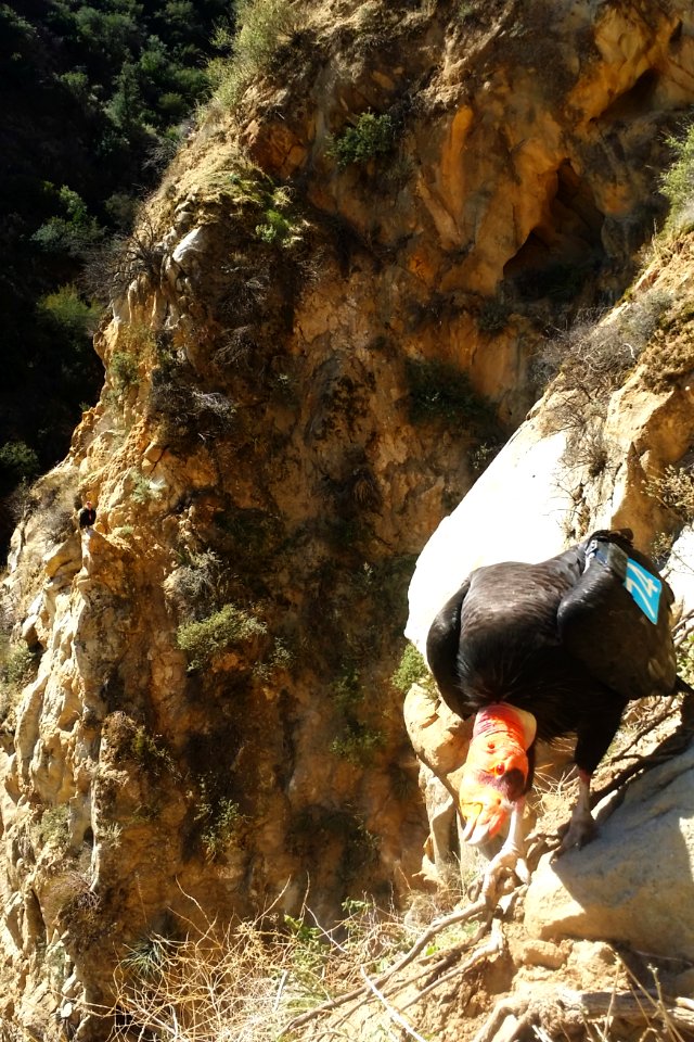 California condor #374 keeps a watchful eye on its nest.