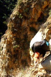 California condor #374 keeps a watchful eye on its nest.
