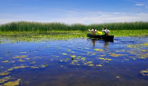 Staff kayaking inspect blackbird colony
