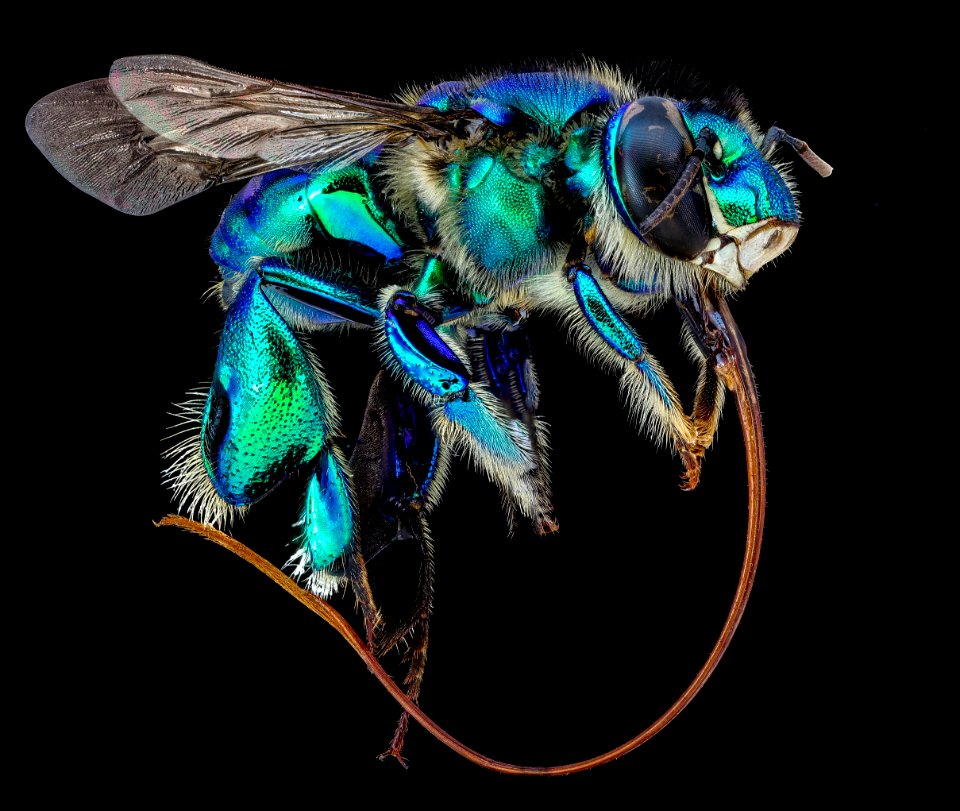 Euglossa imperialis, male, right side, coasta rica 2020-09-30-18.01.29 ZS PMax UDR