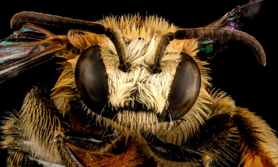 Exomalopsis analis, M, face, Dominican Republic, La Ve 2012-12-11-14.37.39 ZS PMax