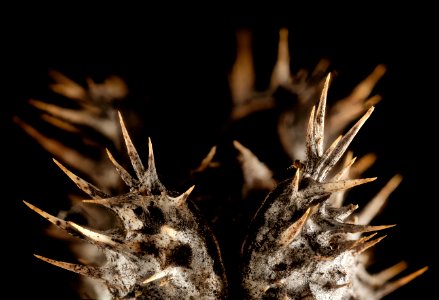 Death Star Jimsonweed, pod, old, upper marlboro, md 2015-04-10-20.42.12 ZS PMax photo